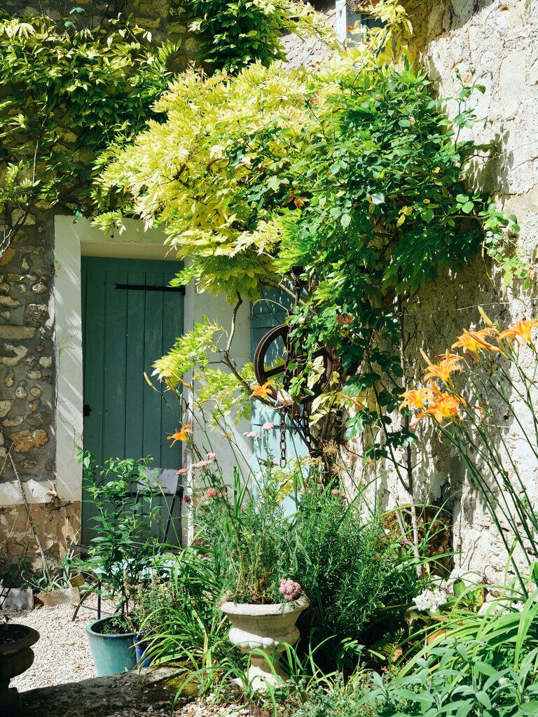 Garten mit wilden Pflanzen